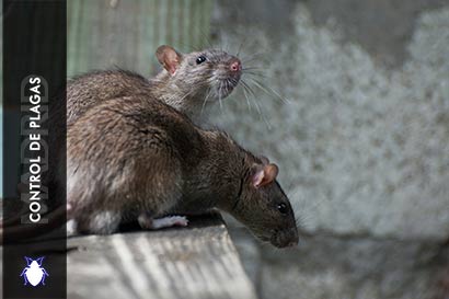 Control de Plagas Madrid Como Eliminar Ratas
