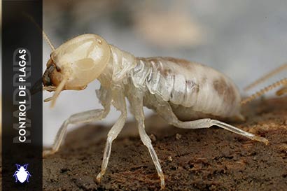 Control de Plagas Madrid ¿Como eliminar termitas?