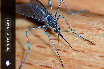 Control de Plagas Madrid Eliminar Mosquitos